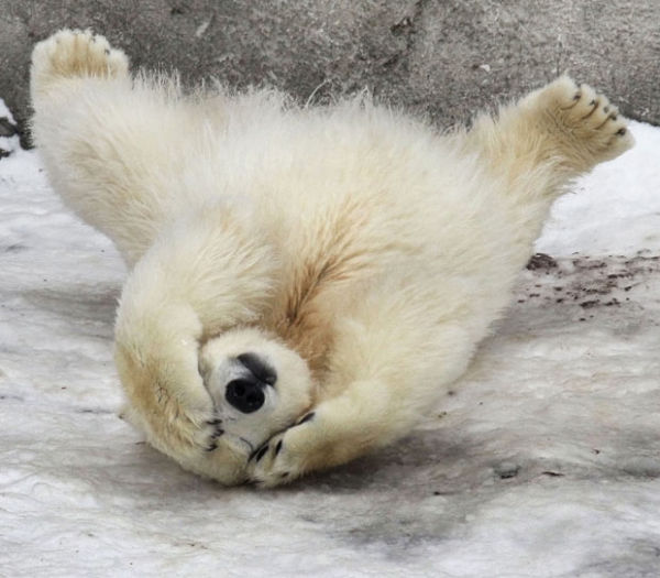 polar-bear-cub.jpg