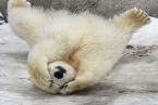 polar-bear-cub.jpg