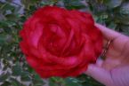 Bombka róża
