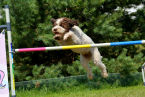 Zajęcia z pieskami na torze agility - Obóz z Psem na Mazurach, organizowany przez firmę ViaCamp s.c. w malowniczym miasteczku Ryn.