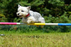 Zajęcia na torze agility - Obóz z Psem na Mazurach, organizowany przez firmę ViaCamp s.c. w malowniczym miasteczku Ryn.