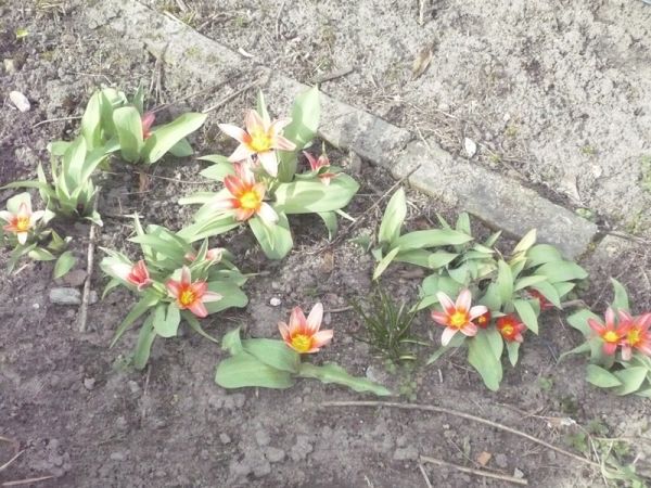 mini tulipany.JPG